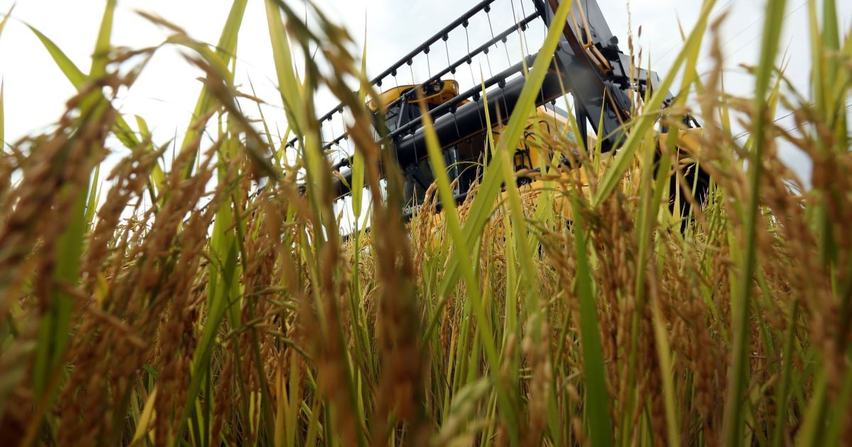 Estados Unidos impõem tarifa de 12,5% sobre Arroz, mel e etanol do Brasil