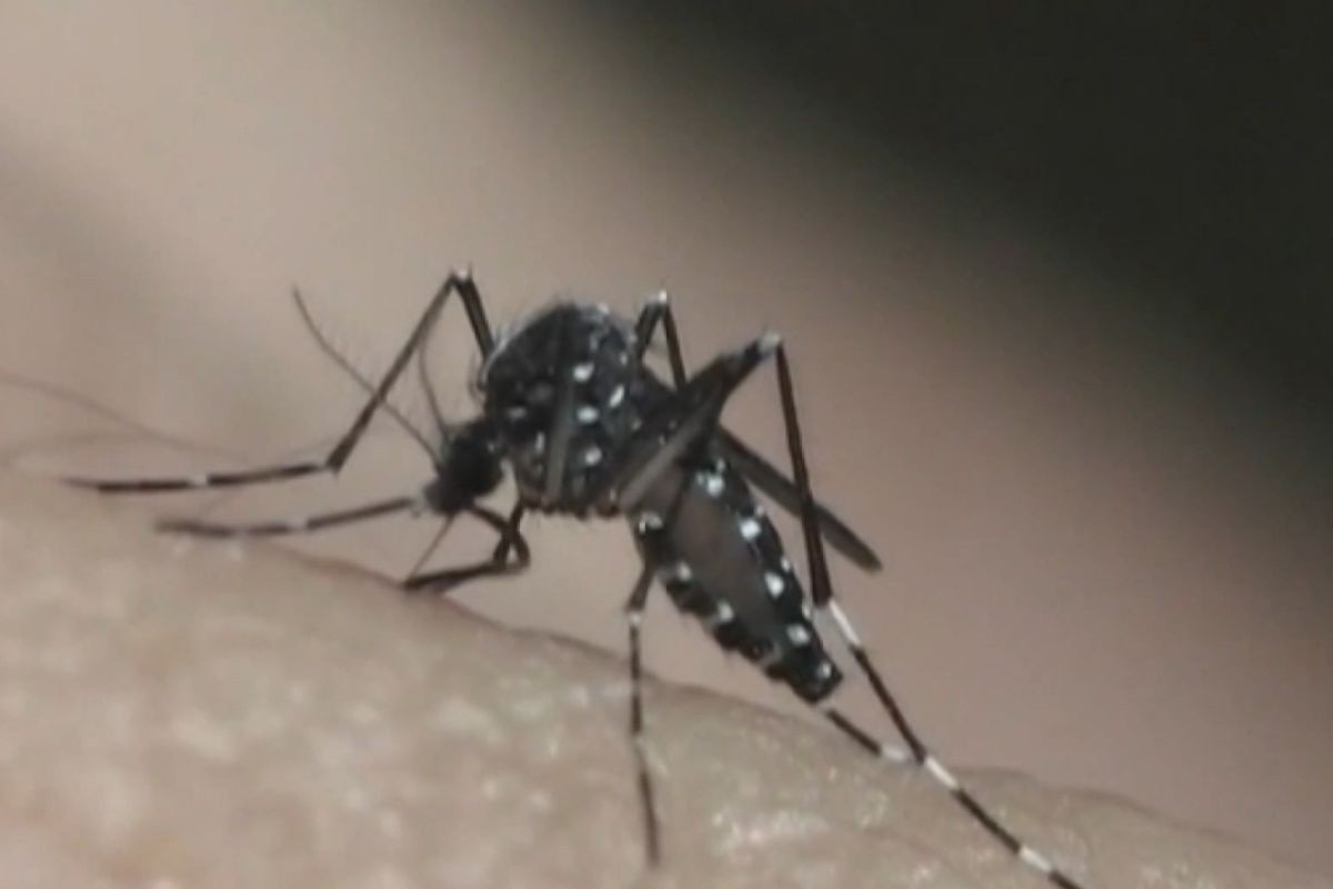 Taubaté confirma 10ª morte por dengue em 2026