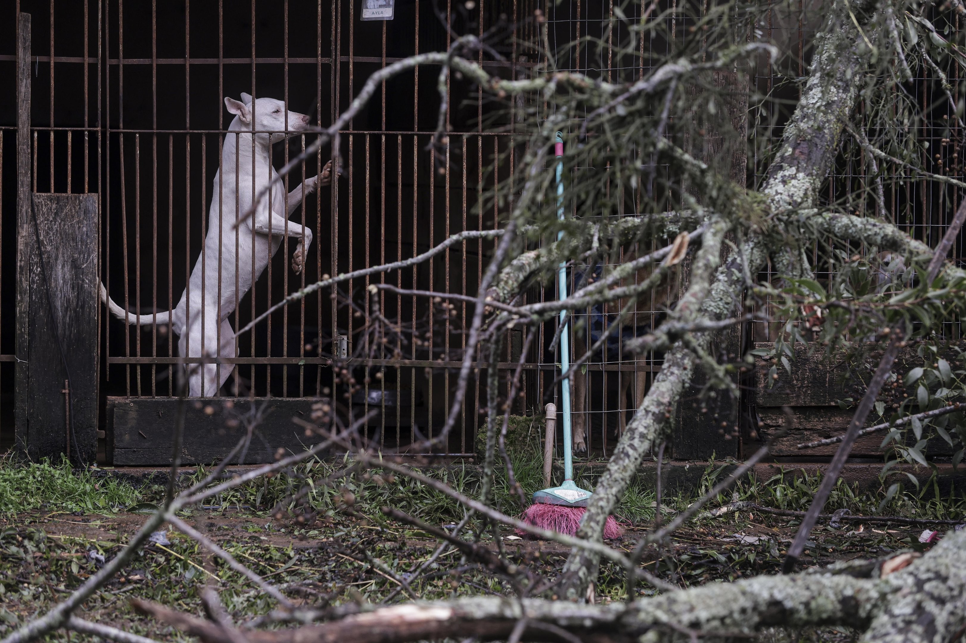 Temporal causa danos estruturais em Santuário com 300 animais no RS