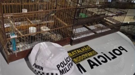 Homem é preso transportando aves silvestres em carro após fugir de blitz em Macaíba, RN