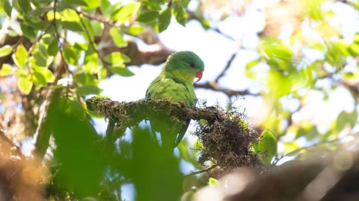Cientistas localizam o raro lóri-de-Buru em expedição na Indonésia