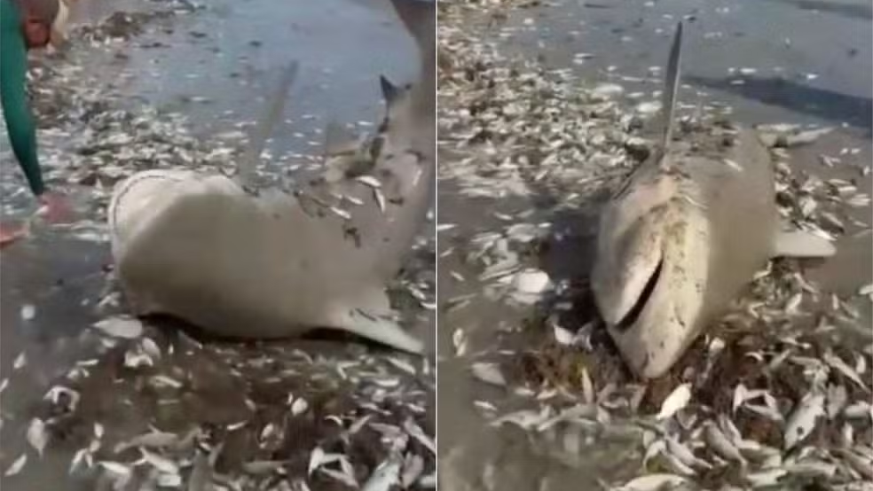 Pesca de arrasto devolve tubarão de 1,5 metro ao mar em Galinhos
