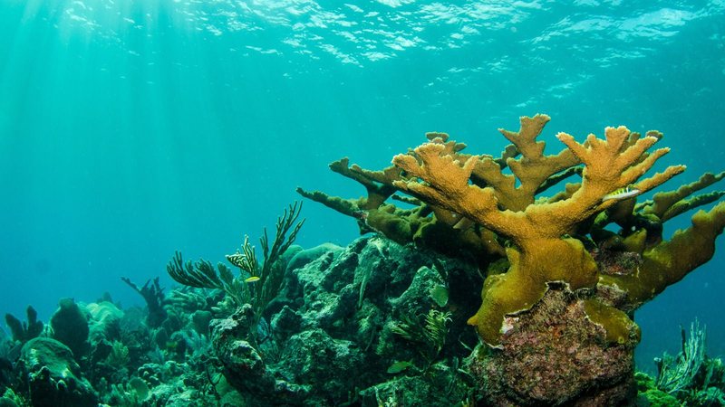 MPRN pressiona prefeituras para ordenar ecoturismo e proteger corais em RN
