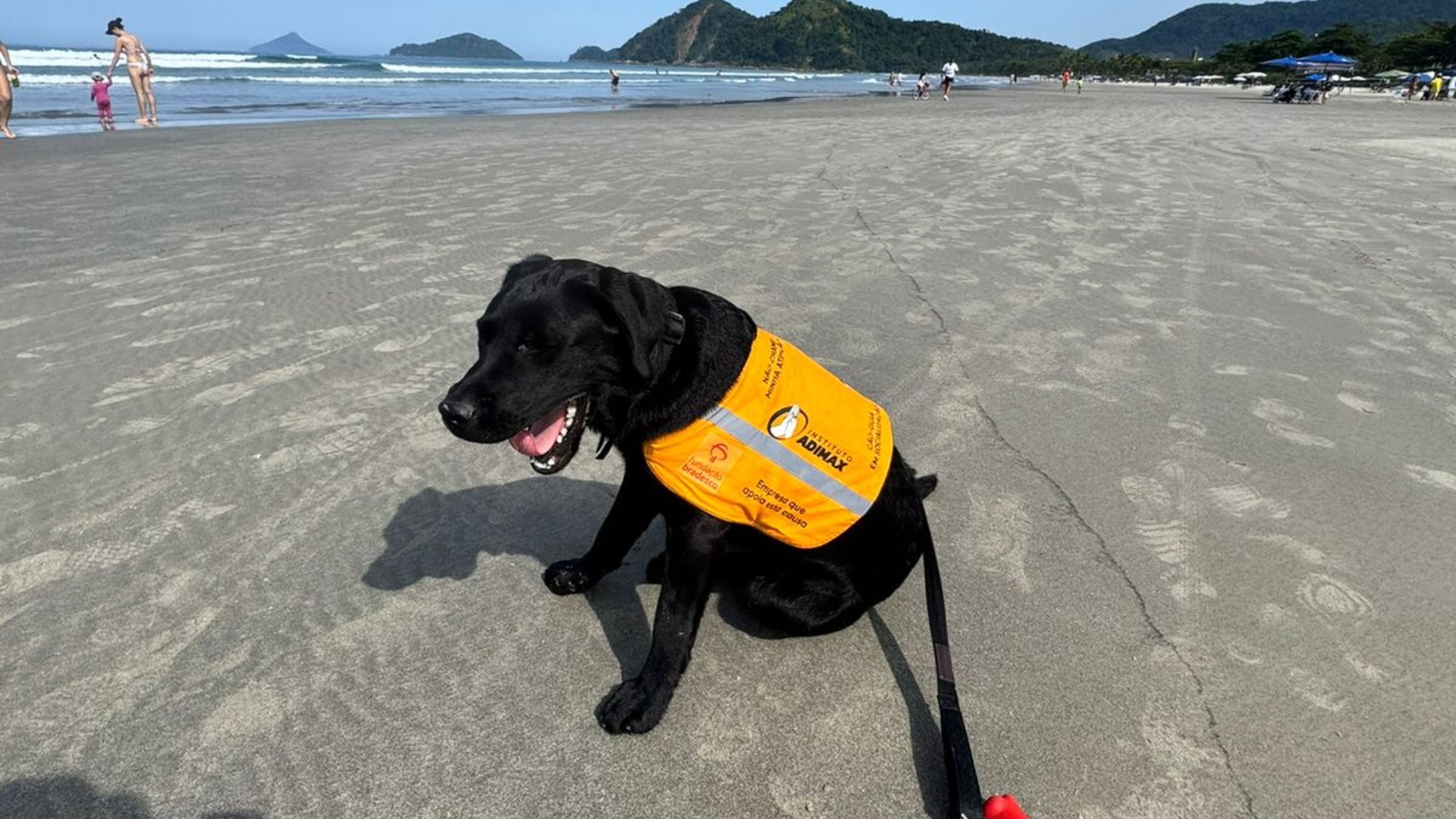 Guarda municipal impede cão-guia em praia de SP: tutora e Atlas são expulsos