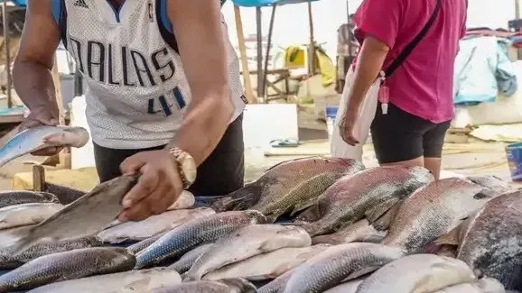 União Europeia realiza auditoria; Brasil anseia por retomar exportações de pescados