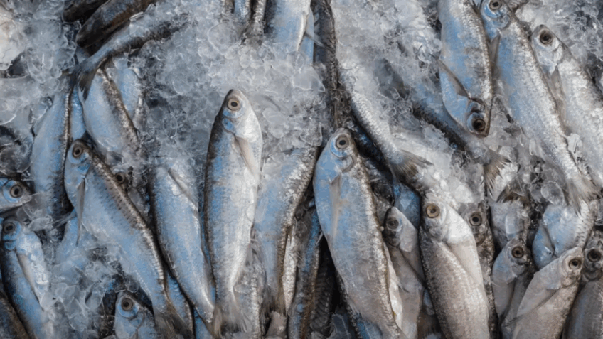 União Europeia avalia reabertura do mercado para pescado brasileiro após auditoria