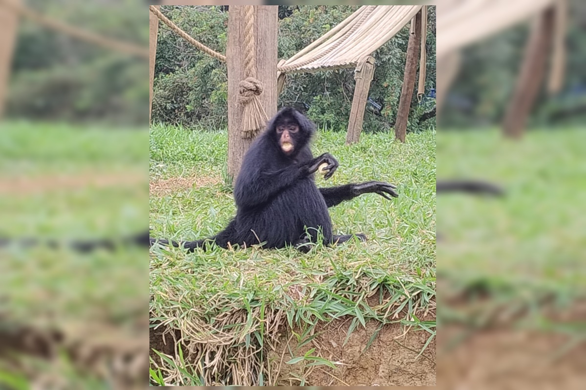 Zoológico de Brasília recebe Juninho em ação de proteção de espécie