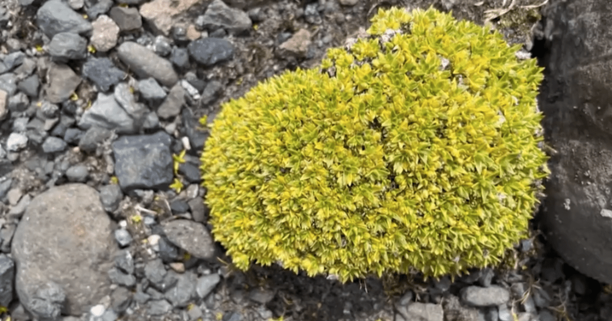 Genoma da Colobanthus quitensis é mapeado e promete revolucionar a agricultura