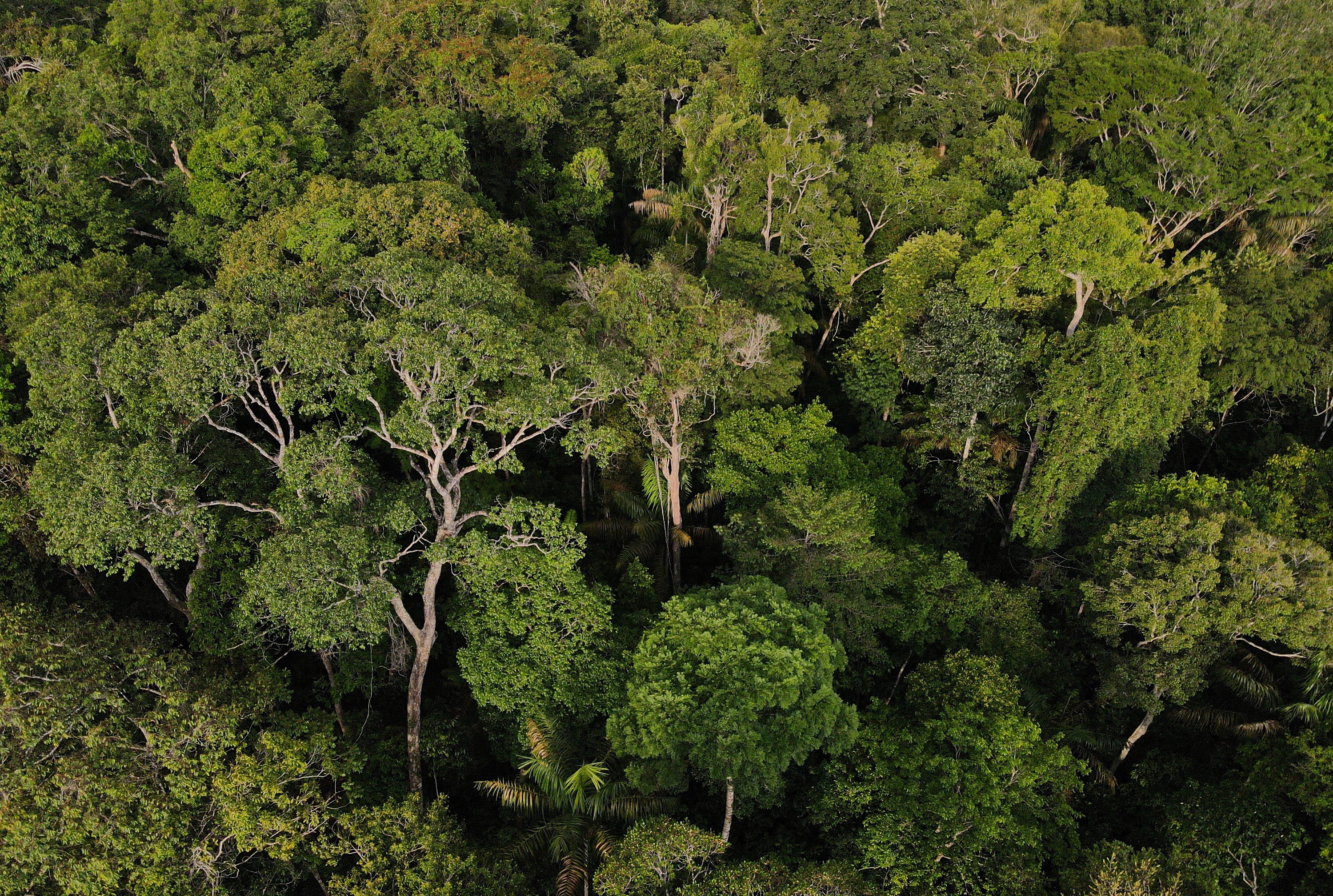 Amazonas preserva área maior que o Uruguai em Unidades de Conservação