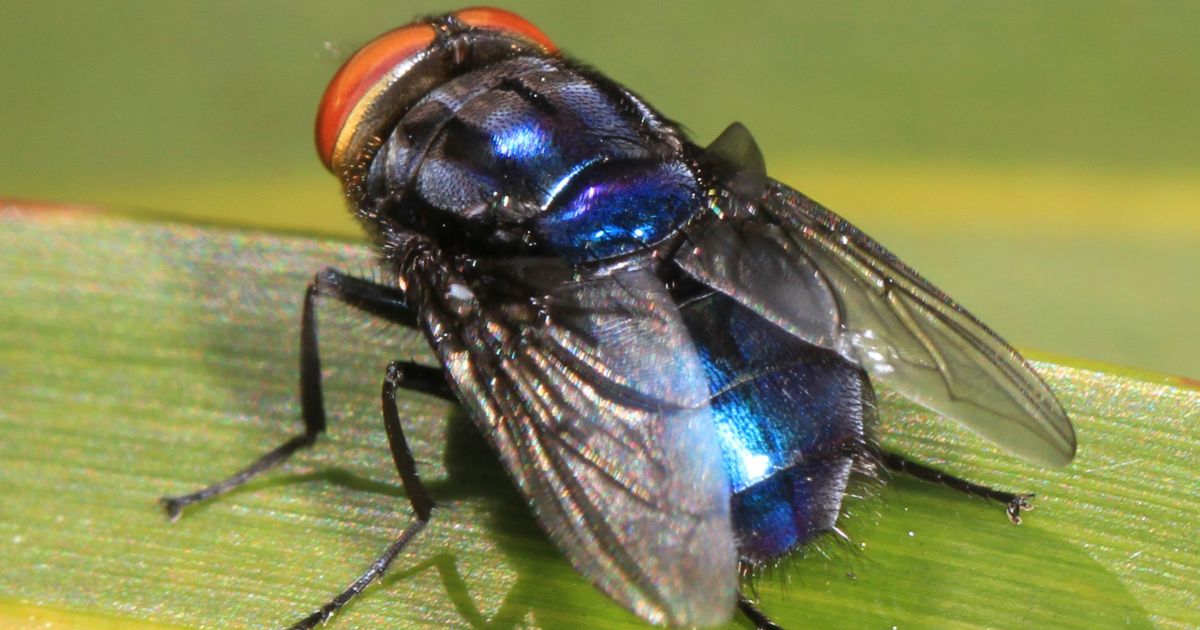 USDA detecta surto de mosca-varejeira em rebanhos do Texas e Novo México