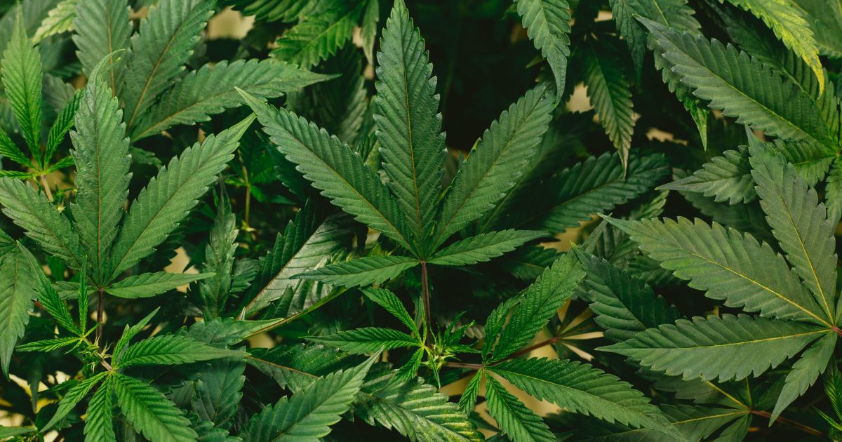 Uso de cannabis pode elevar nível de testosterona em homens jovens, aponta estudo da Universidade de Genebra