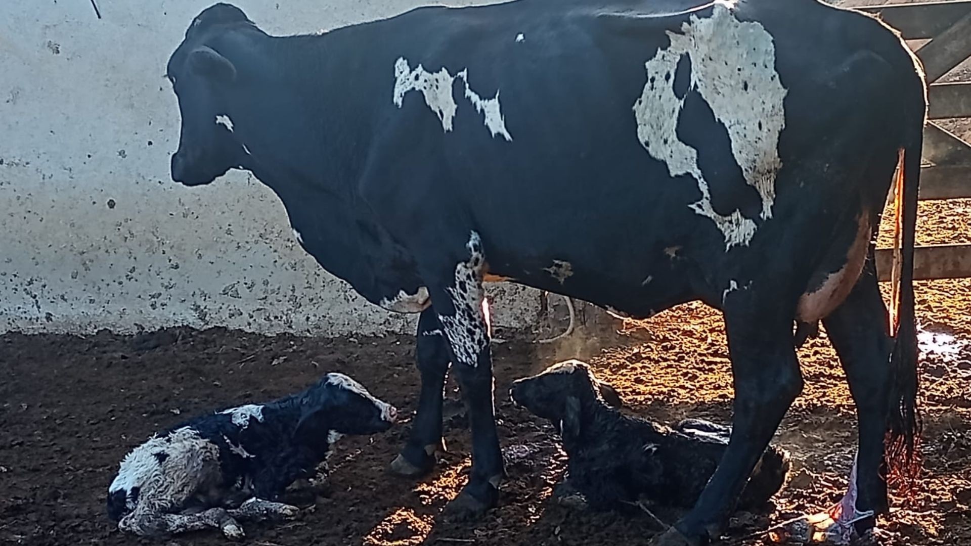 Vacas escutam de forró a música clássica e aumentam a produção de leite no Espírito Santo