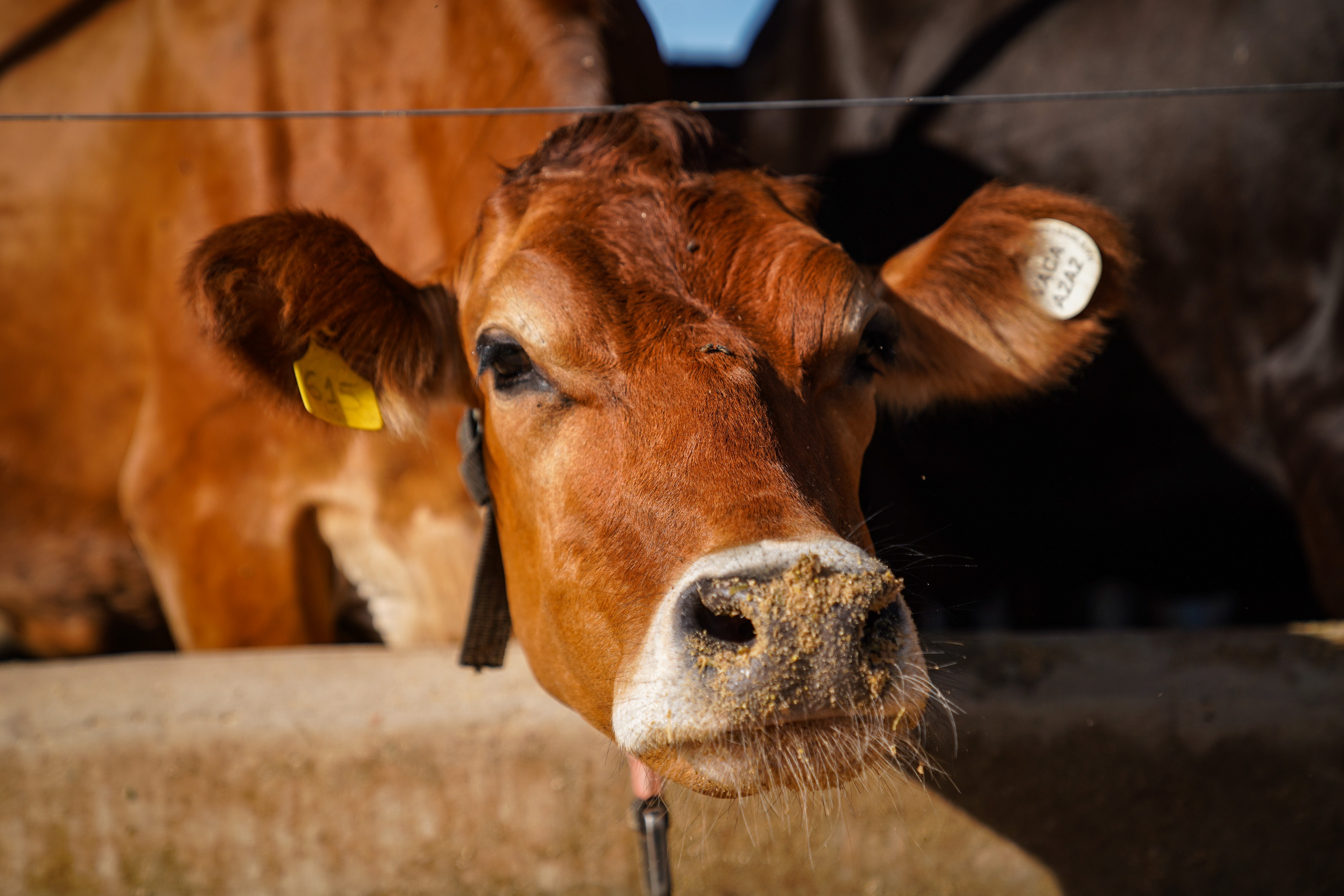 Vacas leiteiras garantem ciclo produtivo com período de descanso obrigatório