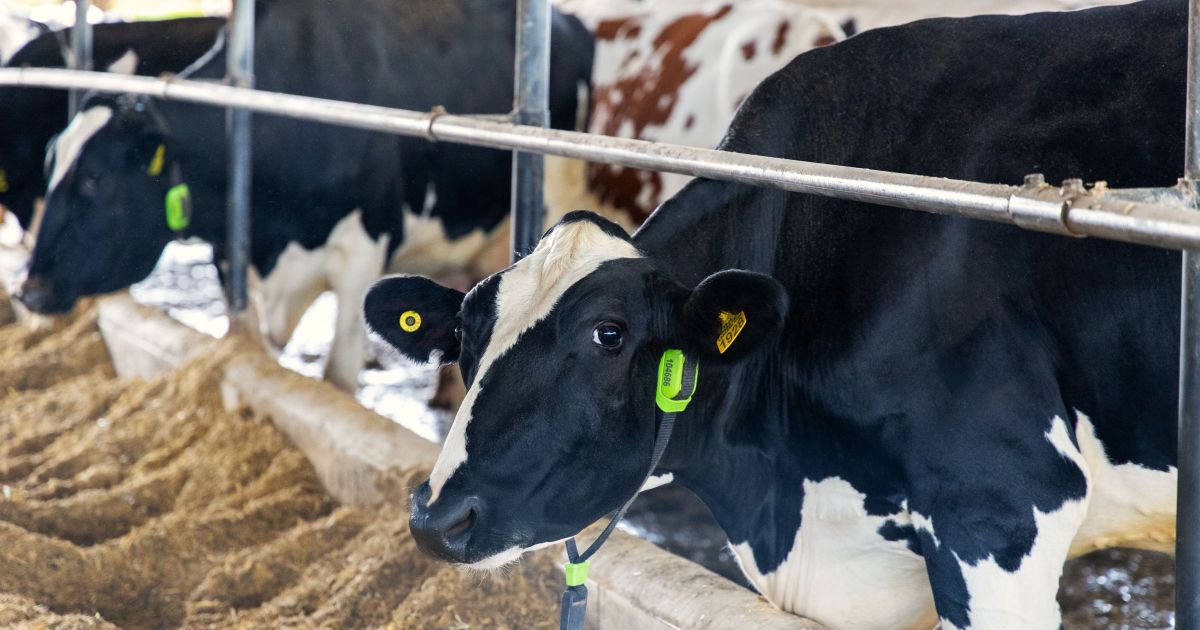 Mercado financeiro registra primeira operação com vacas tokenizadas na B3