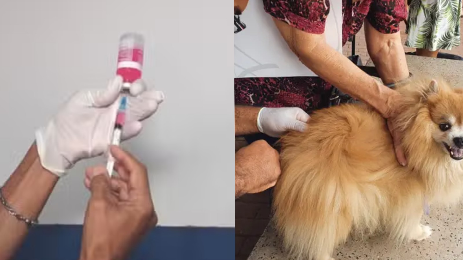 Vacinação antirrábica em Teresina segue na Gerência de Zoonoses após campanha