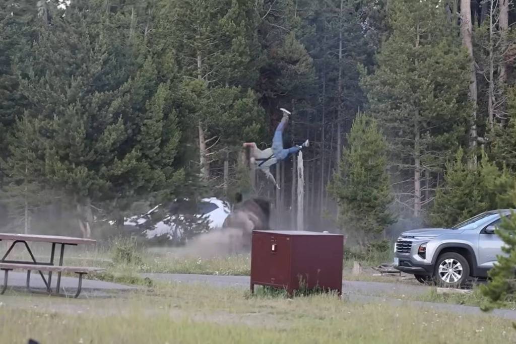Idoso é ferido por bisão em incidente no Parque Nacional de Yellowstone