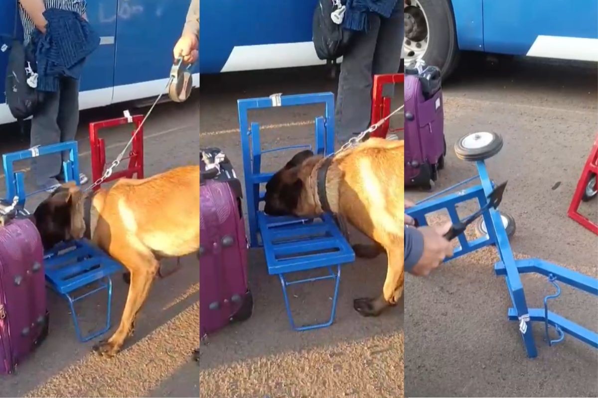 Cão policial Hunter localiza carga de crack oculta em carrinhos em Presidente Bernardes
