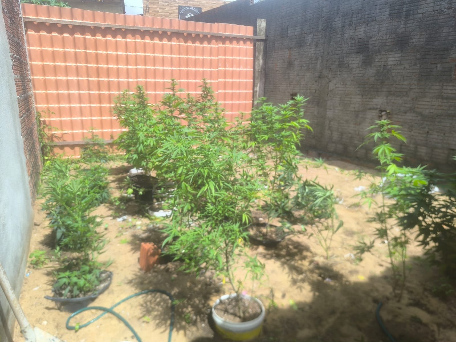 Polícia desarticula laboratório de maconha e apreende 80 pés em Natal