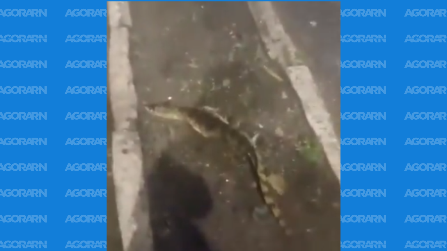 Jacaré é encontrado morto na Avenida João Medeiros Filho durante temporal em Natal
