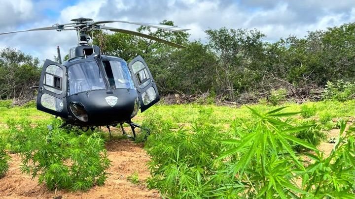 Polícia Federal e CIOPAER/RN intensificam Operação Carcará contra plantios de maconha