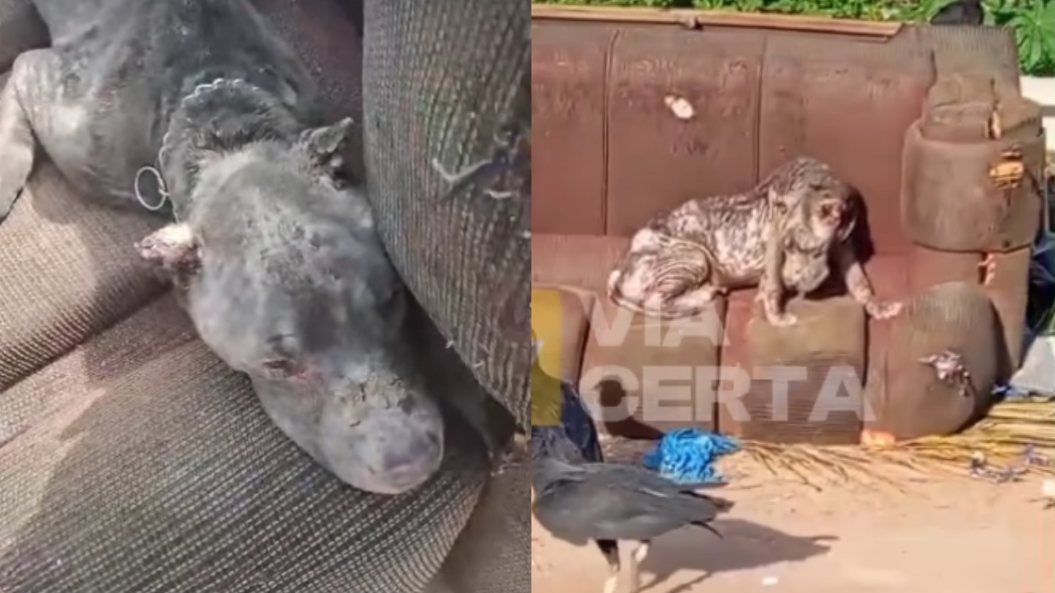 Pitbull resgatada ferida e cercada por urubus em Natal recebe socorro de ONG