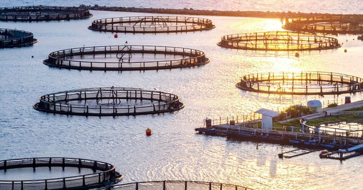 Vietnã contesta restrições estaduais brasileiras à importação de Tilapia