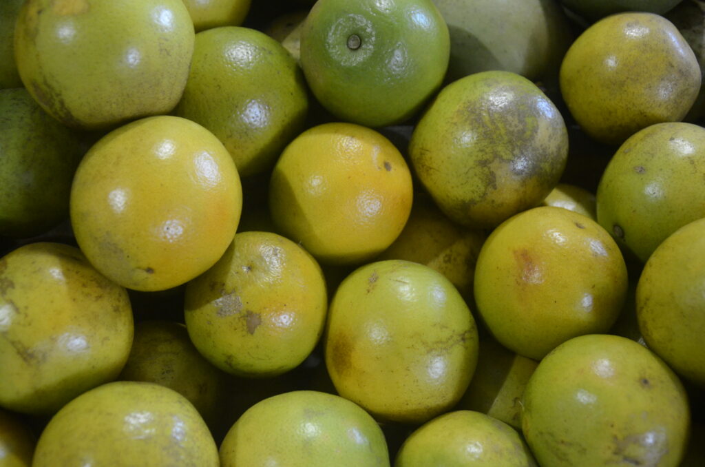 Universidade de Waterloo: Vitamina C pode diminuir risco de câncer digestivo