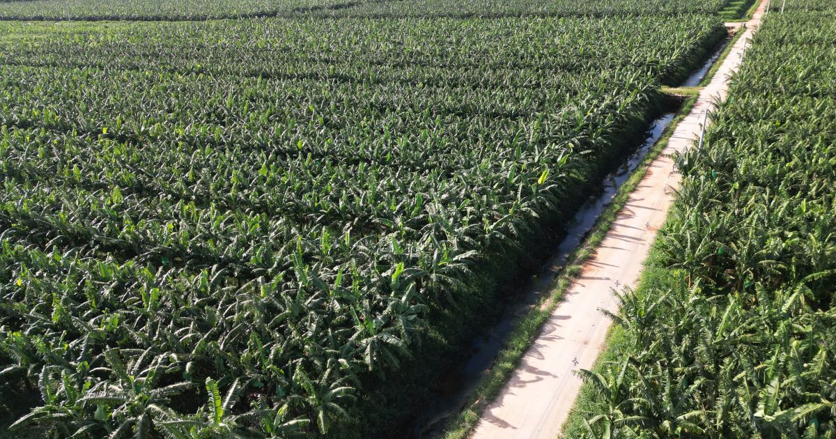 Yara e Bananas Corrêa iniciam projeto para descarbonizar produção de bananas