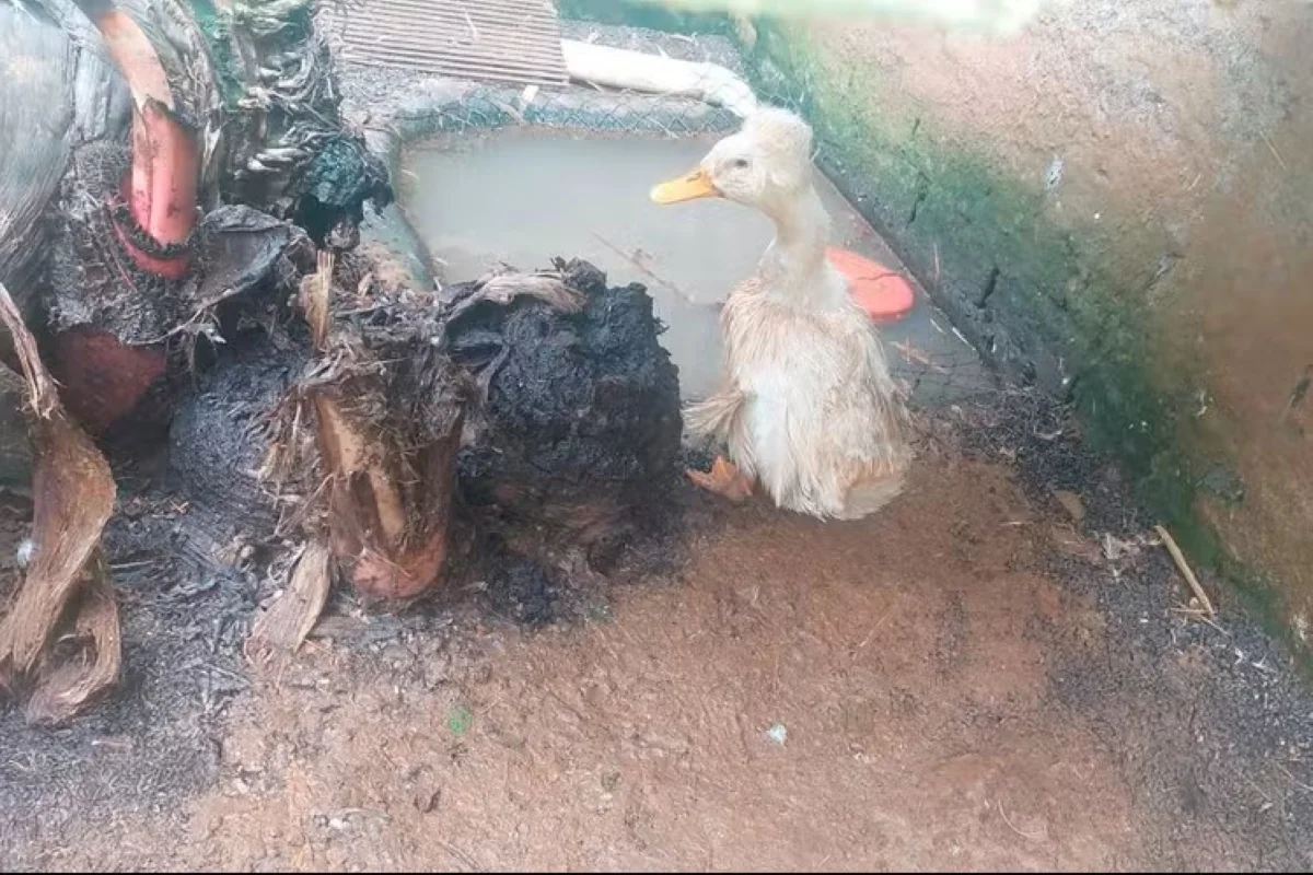 Ibama fecha zoológico clandestino em Santa Catarina que mantinha 655 animais