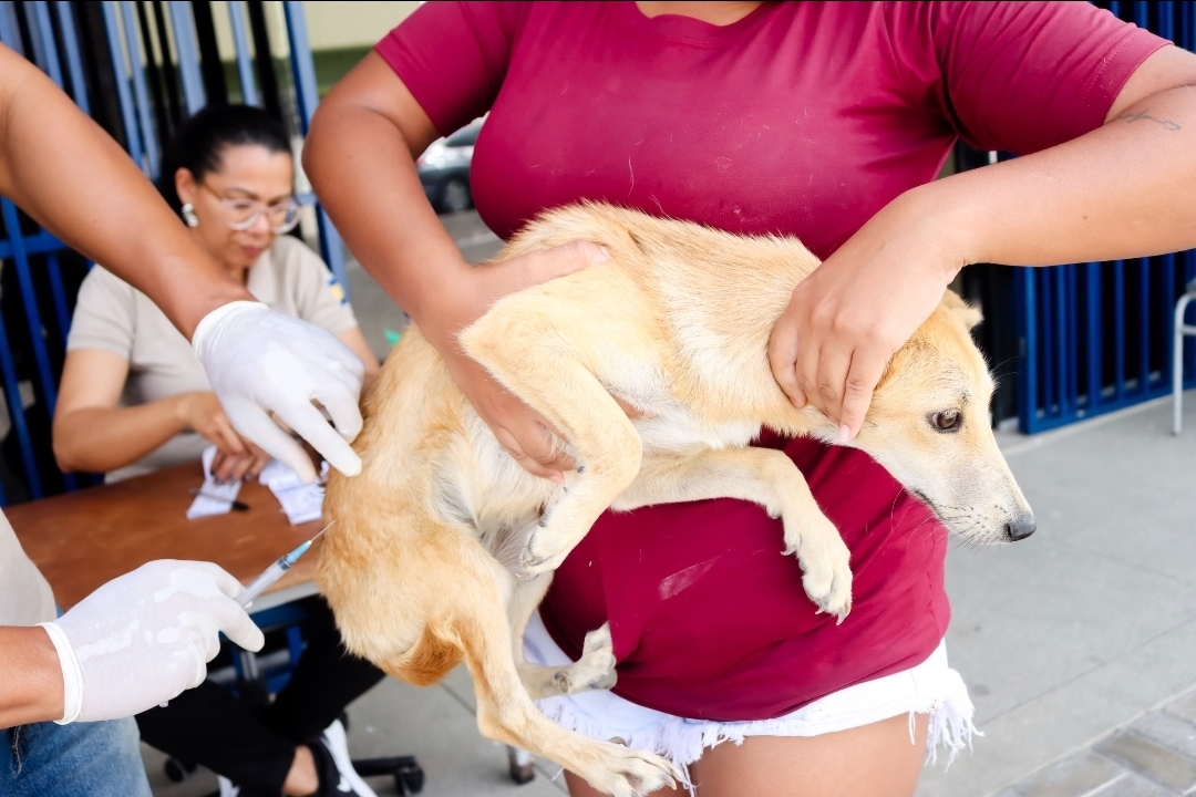 Parnamirim avança na proteção animal com mais de 6 mil pets vacinados contra a raiva